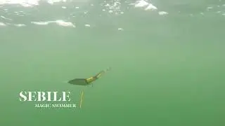 How Lures Swim: Sebile Magic Swimmer