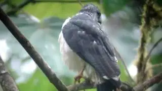 Gray Backed Hawk  Tumbesian endemics seen in our Tumbesiam an ecuador endemics trip  Febrary 2010