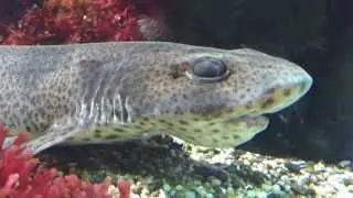 Der Katzenhai / The Catshark