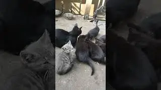 🐾 Feeding a Hungry Stray Cat and Her Kittens | Heartwarming Rescue Moment #kitten #cat #cute