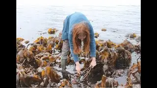 20200604 Cathy Dagg   The Kelp Industry in LochBroom