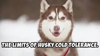 How Cold Can a Siberian Husky Handle? 🐾
