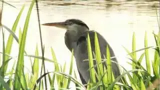 Iteve natur insj&ouml; Trellborg