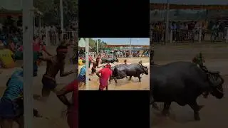 Kambala #kambala #trending #ytshorts #mangalore #south #village #race