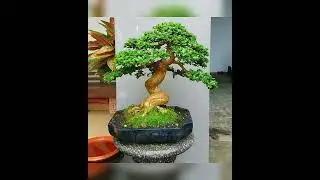 😱bonsai sancang‼️(Premna Microphyla)🛑📢#shorts#bonsaisancang