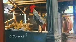 Animal ASMR Chicken sound song | Rooster crowing sound effect