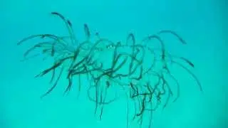 Olindias phosphorica