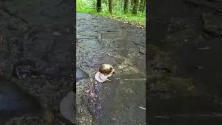 Big Snail in the Forest #snail #snailvideo
