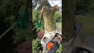 Если бы он это не снял, никто бы не поверил! Умная вырубка дерева в Японии #crazily #русский#новости