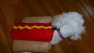 Hot dog costume Ready for Halloween!