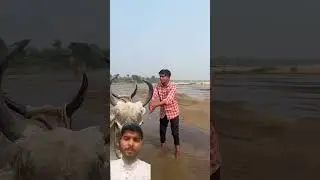 Aaj bail dhonay jana hay #bail #funny #comedy #friends #kisan #nadi #kisanbhai #harsh #prabhat