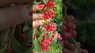 Ardisia Crenata Plant #shorts