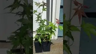 Growing Japanese Maples From Seed