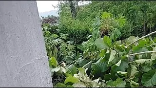 pakan alternatif kambing