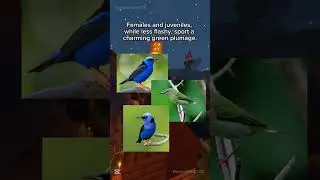 Red-legged Honeycreeper