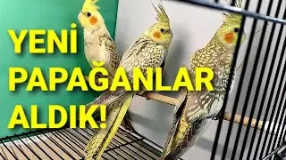 SULTAN PAPAĞAN ÜRETİMİ. BULAMIYORDUK, KENDİMİZ ÜRETMEYE ÇALIŞACAĞIZ. ÇILGIN ÇİFT