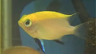 クロスズメダイ　Black damselfish　Neoglyphidodon melas