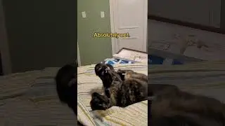 Do my cats cuddle all day?