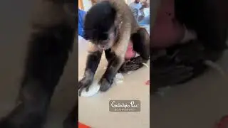 Onion Bathing! 🙌🙈 #cute #funny #gaitlyn #monkey