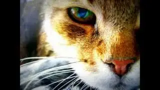 beautiful nature - empty eyes(Olive Musique)