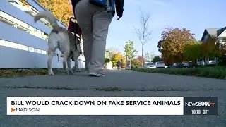 Bill Would Crack Down on Fake Service Animals