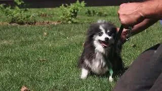 The Yoder's  | Pet Store Breeder  |  Episode #1