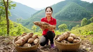 Hanna Harvest Giant Yam &ndash; Discovering The Hidden Roots Beneath Countryside Soil