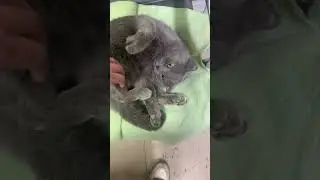 &Uuml;st&uuml;ne oturuyorduk 🐈&zwj;⬛