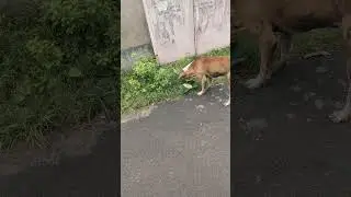 Real love 🐕💗#street #dog #help #food #love #animals #shorts #viralvideo #youtubeshorts