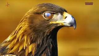 HeoliK - Rapace (Official Video) Reload Black Label