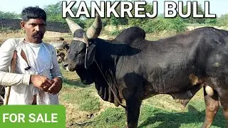 👍FOR SALE👍BLACK KANKREJ BULL || RANA KHATANA  || 9983677206 ||