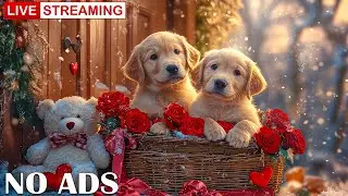 12 Hours Dog Sleep Music 🐶 Anti Anxiety & Stress Relief for Dogs 💖 No Ads
