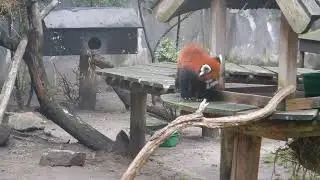 [4K] Red panda walking around in Ouwehands Dierenpark, Rhenen, The Netherlands