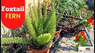 #Foxtail Fern Plant care tips in spring at Asim Rooftop Garden