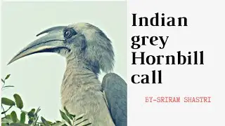 Indian grey hornbill call