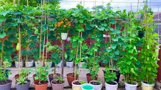 Full garden tour of bangla lau (bottle gourd)hyacinth beans seem and many more SHOKHER BAGAN 2022 P2