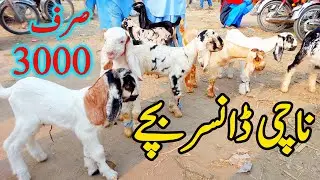 Dancer Nachi Bakri Ke Bache 03114787774 goats Farming ni Pakistan, Dec 3. 2022