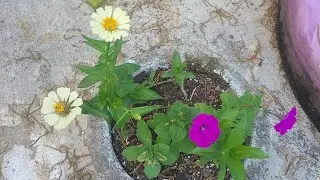 Quick Spring Garden Overview 2023