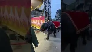 Surat Big buffalo for Qurbani.#shorts#viralshorts#bakraeid2021