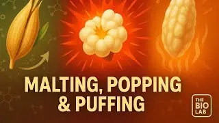 Malting, Popping & Puffing: Traditional Processing Techniques in Food Science Explained!.