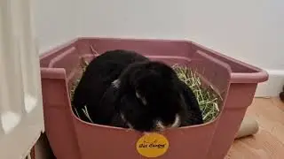 Bunny chinning and yawns