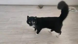 You Scared Me So Much My Tail Puffed Up!