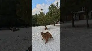 АНТИВАНДАЛЬНЫЕ ИГРУШКИ для карело-финских лаек! :: The VANDAL-PROOF TOYS for Finnish Spitz!