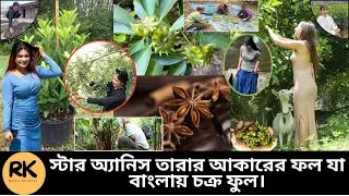 স্টার অ্যানিস মশলা যেভাবে চাষ করা হয় দেখুন। Star Spice Cultivation | RK Media Official |