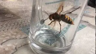 Wat is dit, een soort mega wesp?