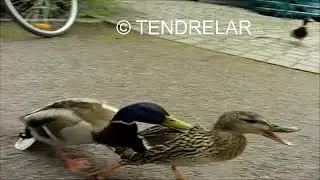 BIRDS : The ducks&rsquo; mating season