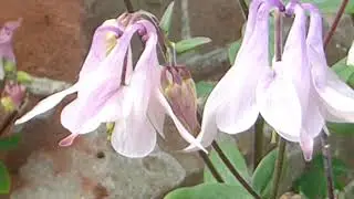 Columbine  - Aquilegia  - Gar&eth;avatnsberi  - Sporas&oacute;ley - Fj&ouml;l&aelig;rar gar&eth;pl&ouml;ntur
