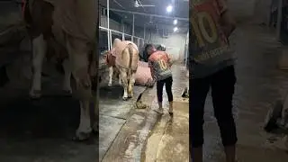 The daily work of the little shepherd is cleaning the cow dung#bulls #cowdung #farming #viralvideo