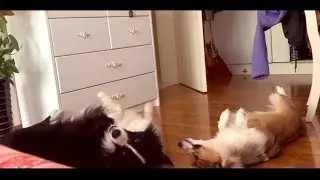 Border Collie VS Corgi (Who will win?)