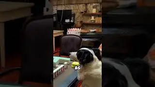 &laquo;Умная собака играет в маджонг, как человек #УмнаяСобака #СобакаВМаджонге #ЗабавныеПитомцы #Милая...